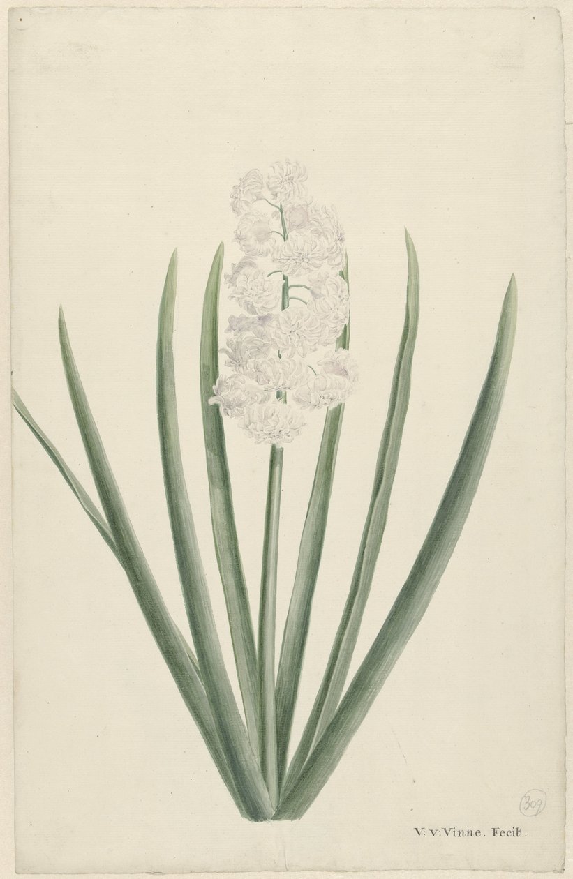beyaz sümbül by Vincent Jansz. van der Vinne
