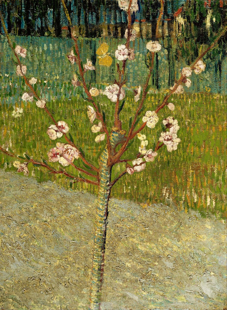 Badem Ağacı Çiçeği by Vincent van Gogh