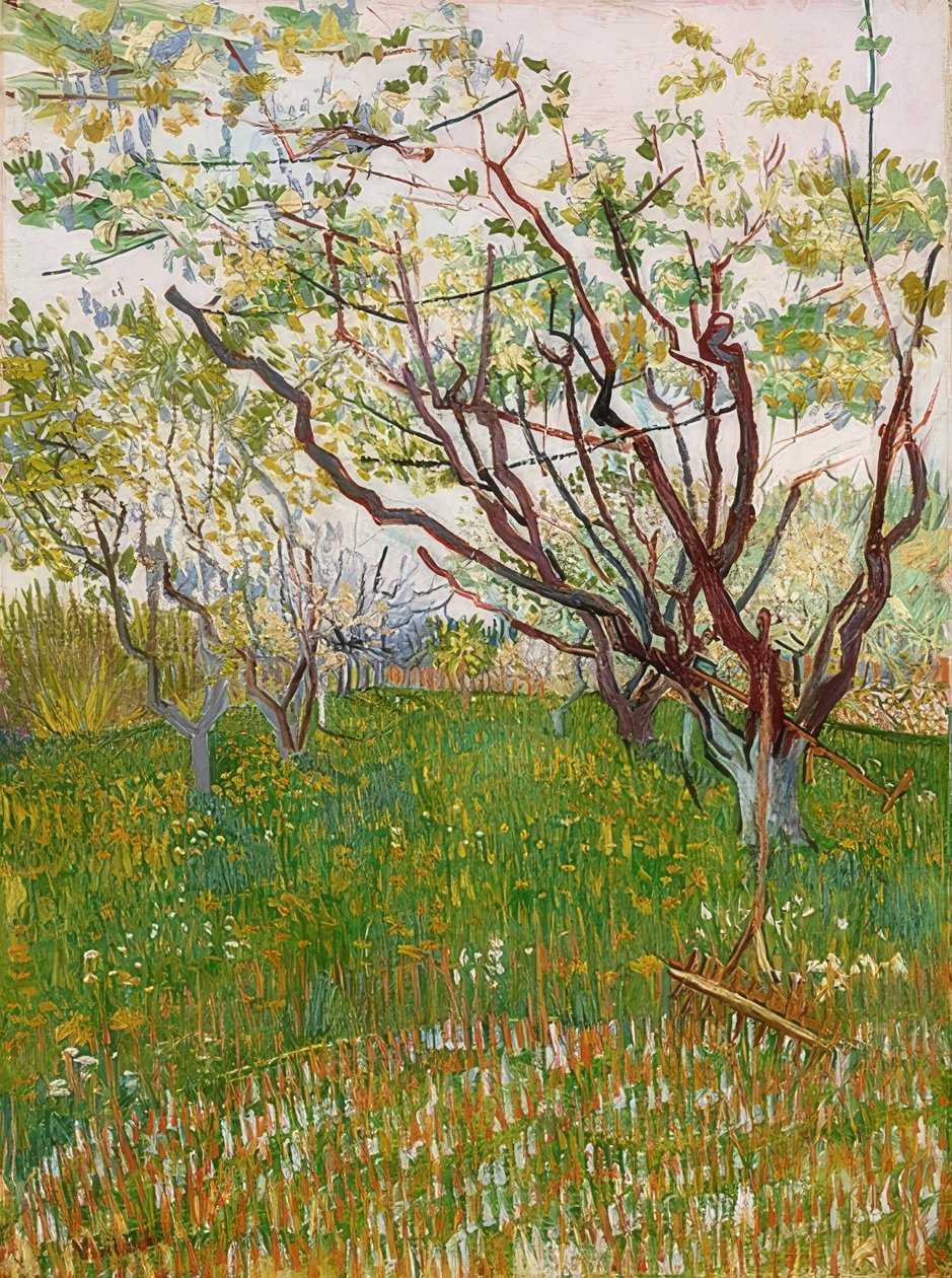 Çiçek açan meyve bahçesi. 1888 by Vincent van Gogh