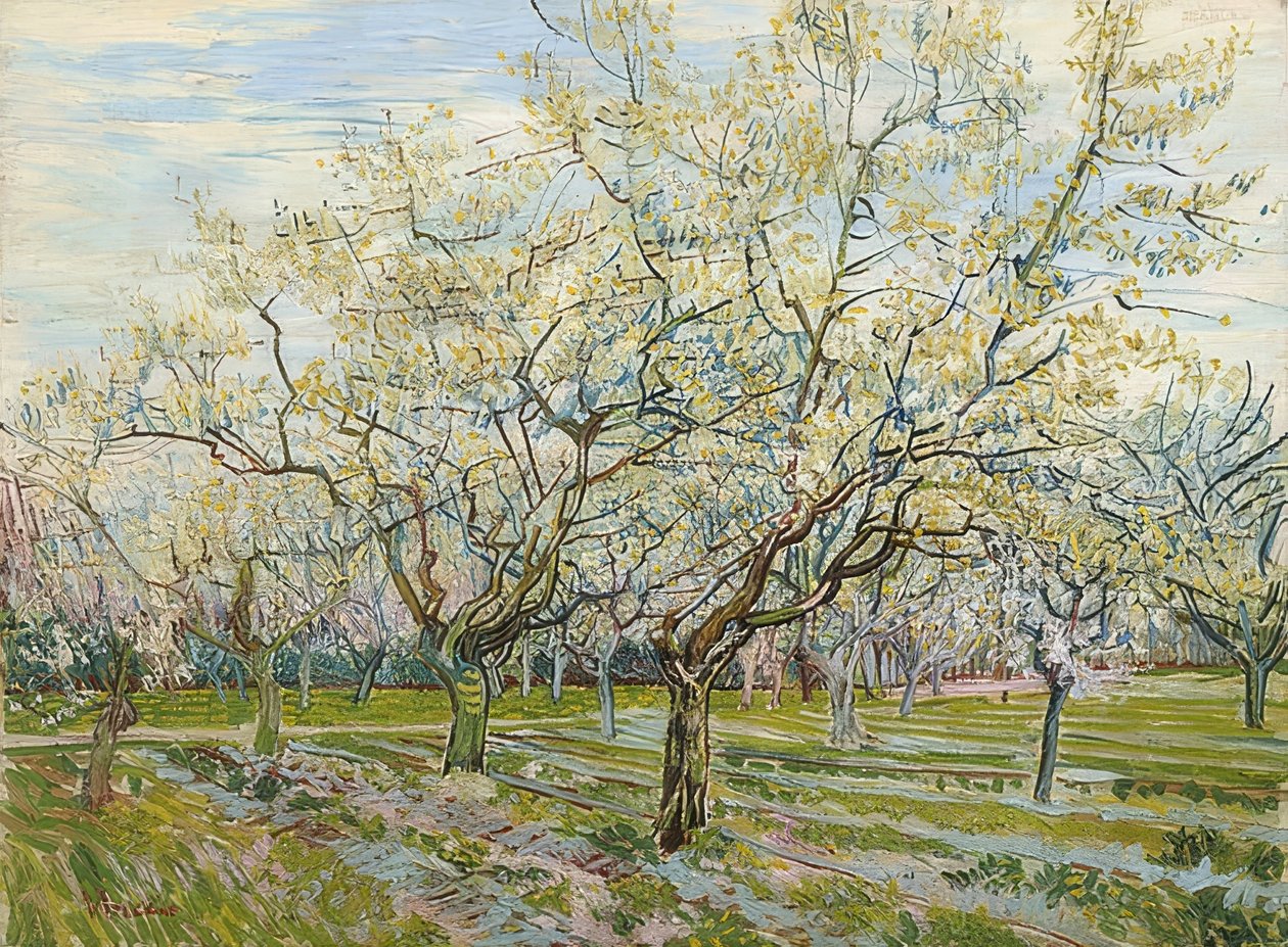 Beyaz meyve bahçesi. 1888 by Vincent van Gogh