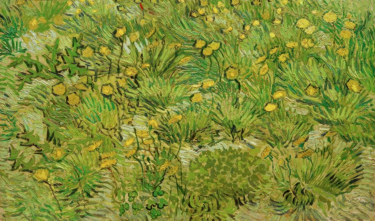karahindiba by Vincent van Gogh