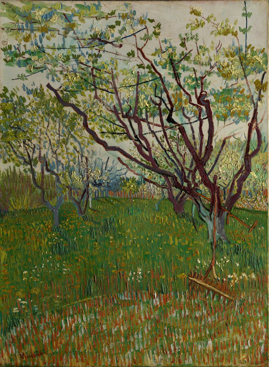 Çiçekli Bahçe, 1888. by Vincent van Gogh
