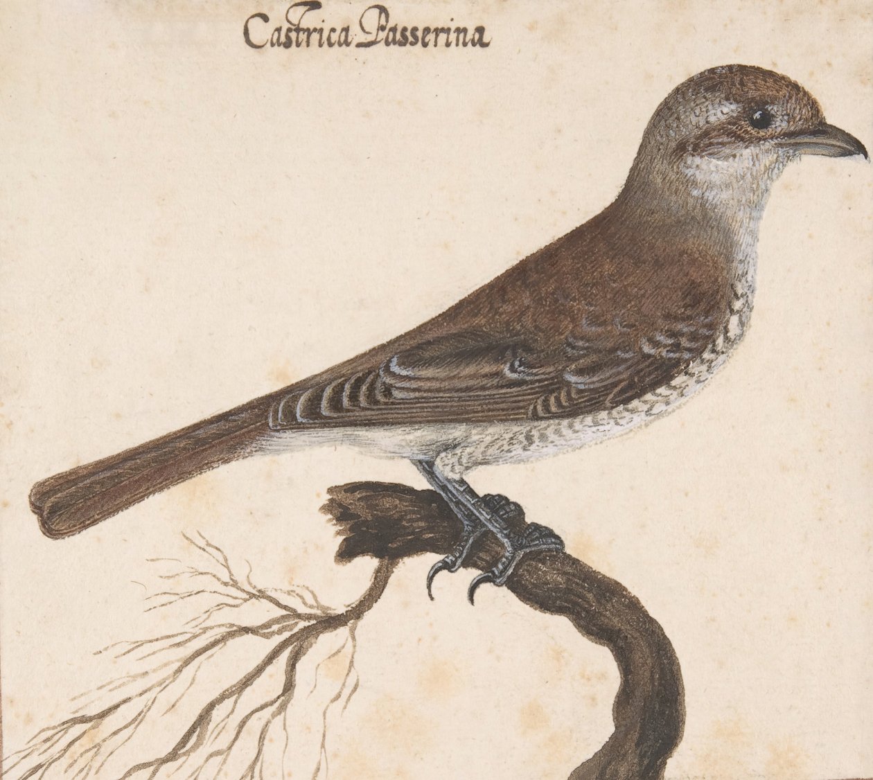 Castrica Passerina, by Vincenzo Leonardi