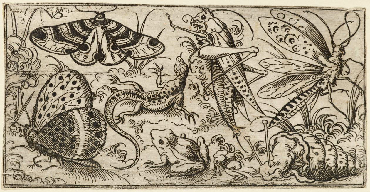 Otlu düz bir zeminde böcek ve hayvan grubu..., 1530 - 1562. by Virgil Solis