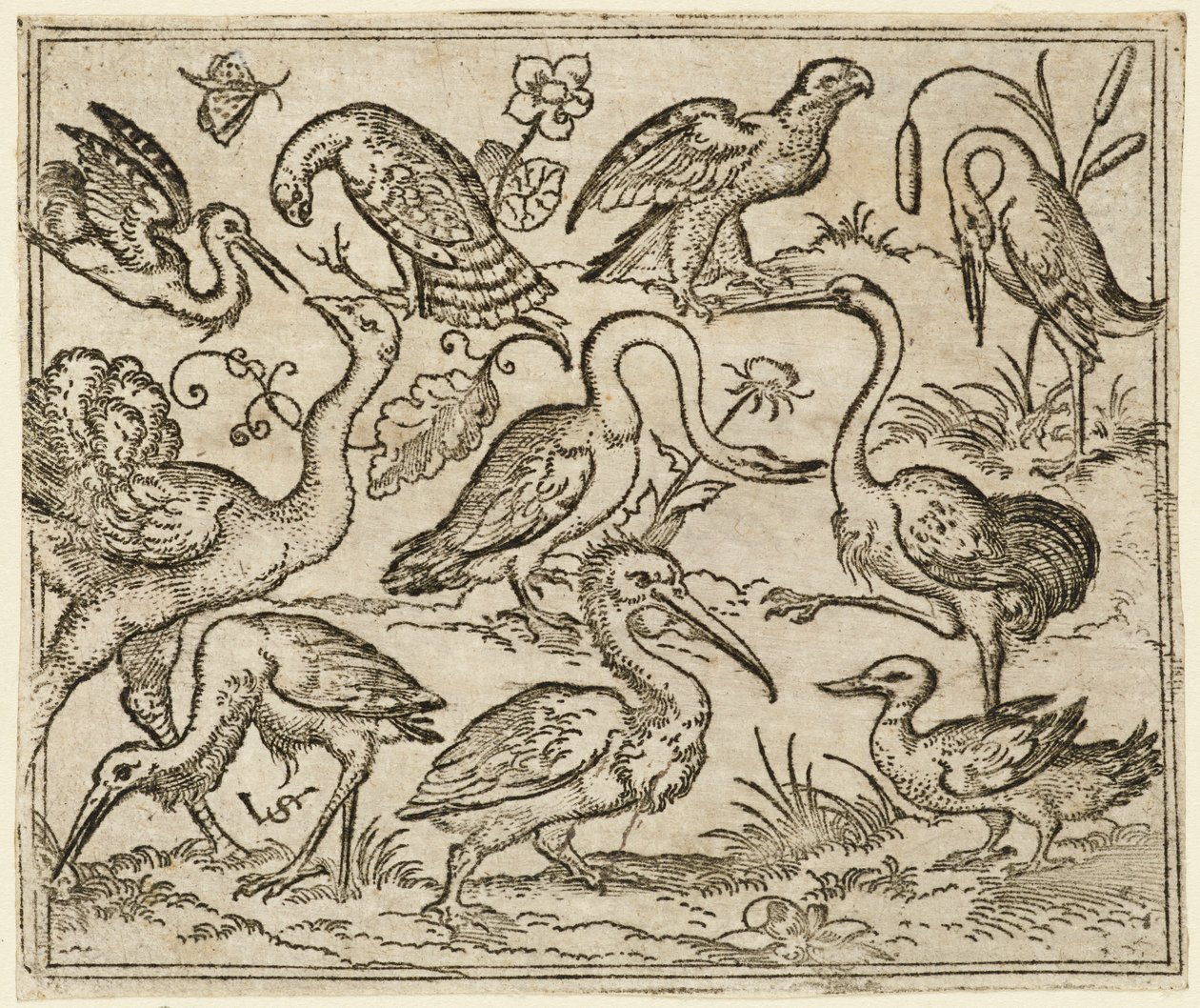Sol tarafta devekuşu, balıkçıl ve pelikan da dahil olmak üzere dokuz kuşla birlikte..., 1557. by Virgil Solis