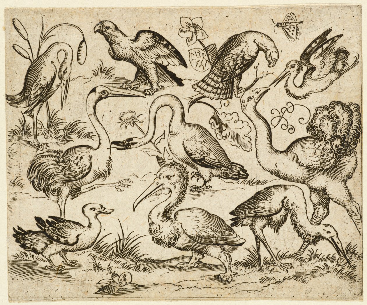 Sol tarafta devekuşu, 1557