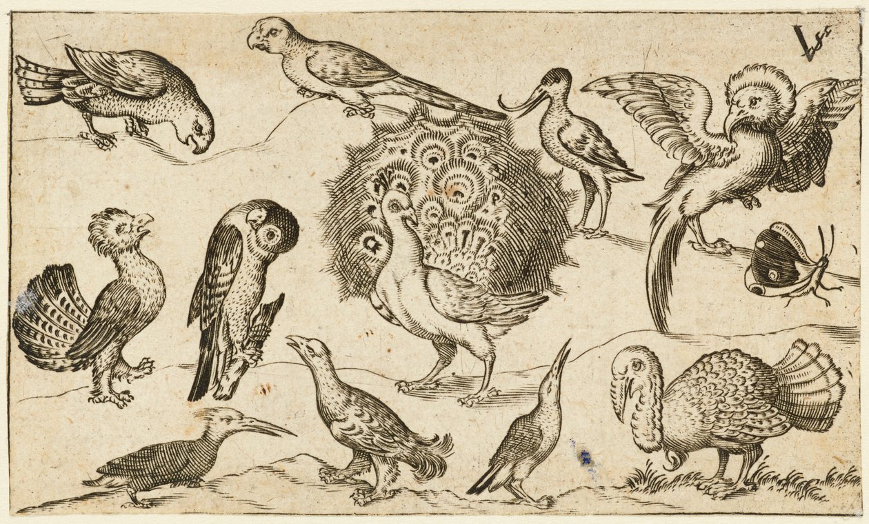 Ortada bir hindi ve bir kelebek de dahil olmak üzere dokuz başka kuşla çevrili tavus kuşu..., 1572. by Virgil Solis
