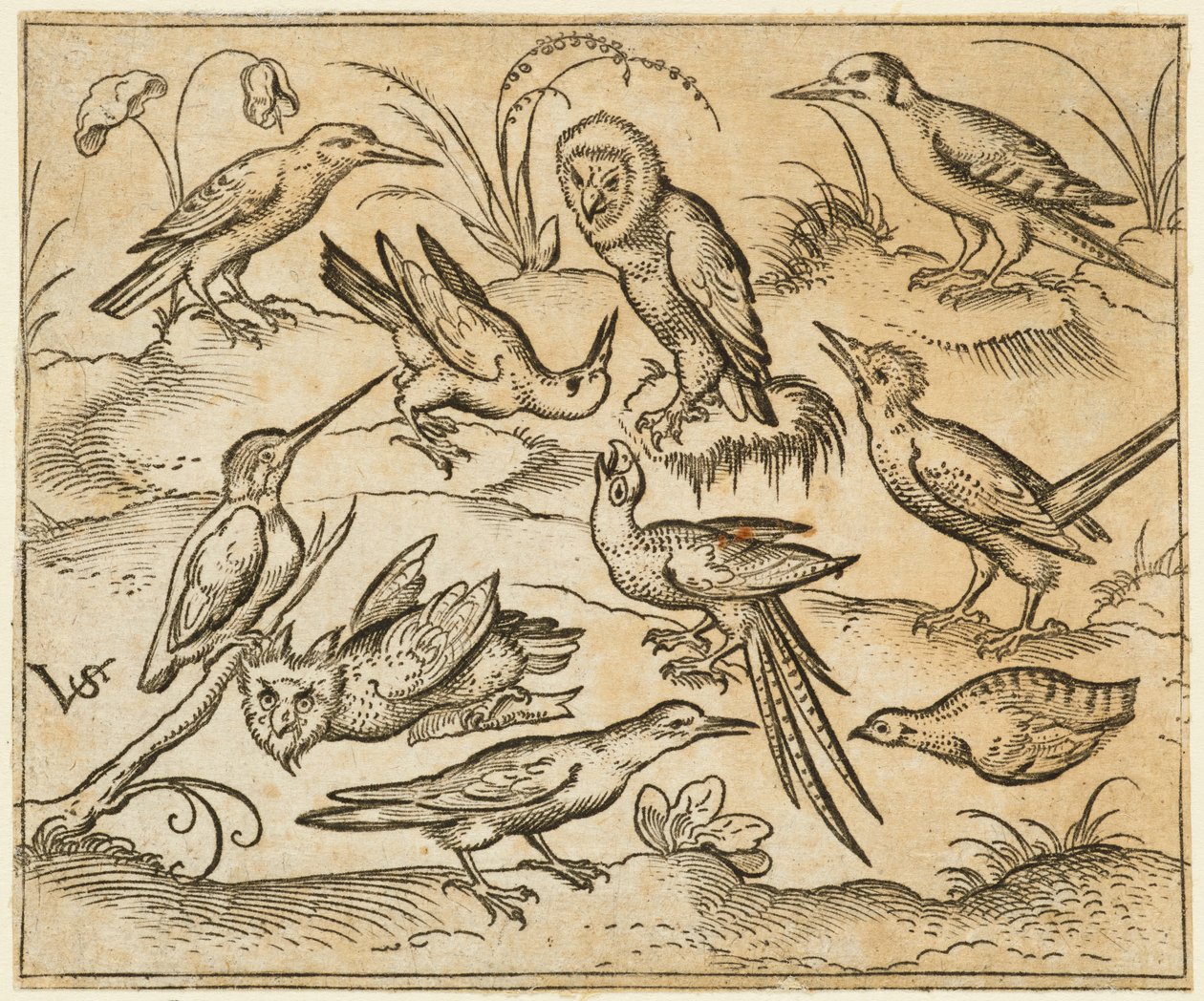 İki baykuş ve bir kuş da dahil olmak üzere, dallar ve çimen parçaları üzerinde oturan on kuş..., 1557. by Virgil Solis