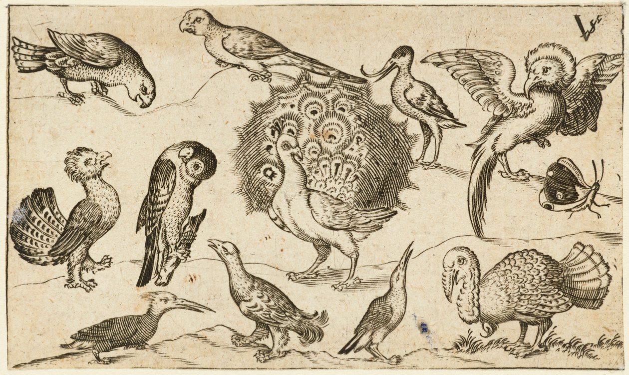 Douce Ornament Prints Albüm I