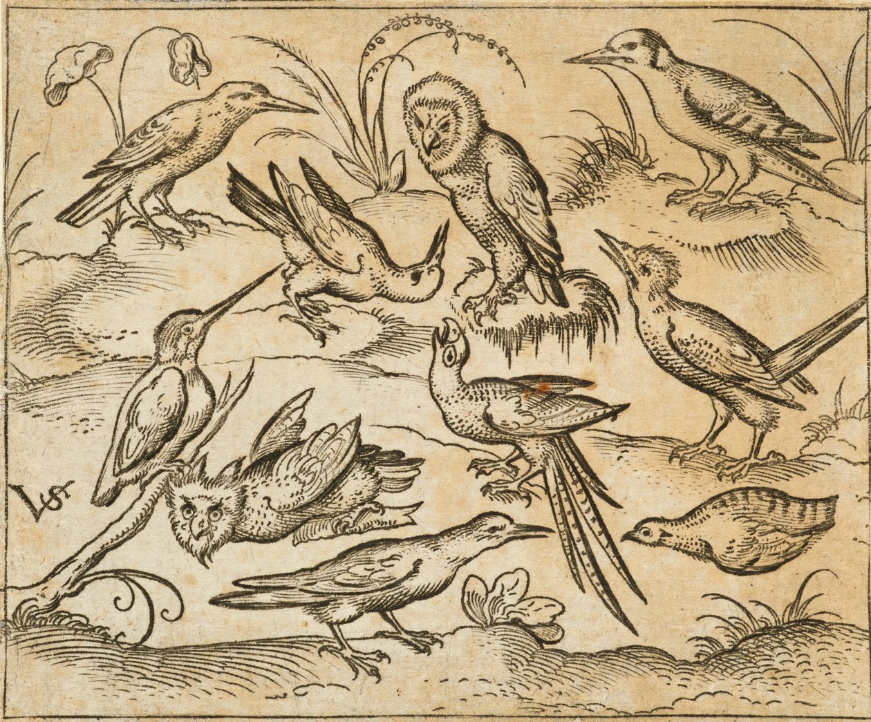 Douce Ornament Prints Albüm I
