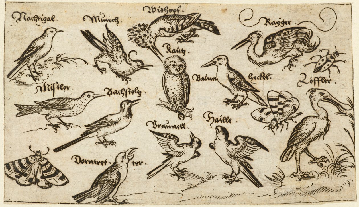 Douce Ornament Prints Albüm I