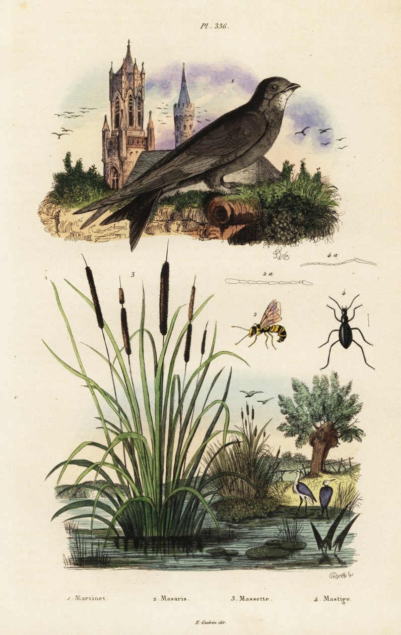 Alp hızlı, saz, böcek ve yaban arısı.,1834-1839 (gravür) by Vittore Pedretti