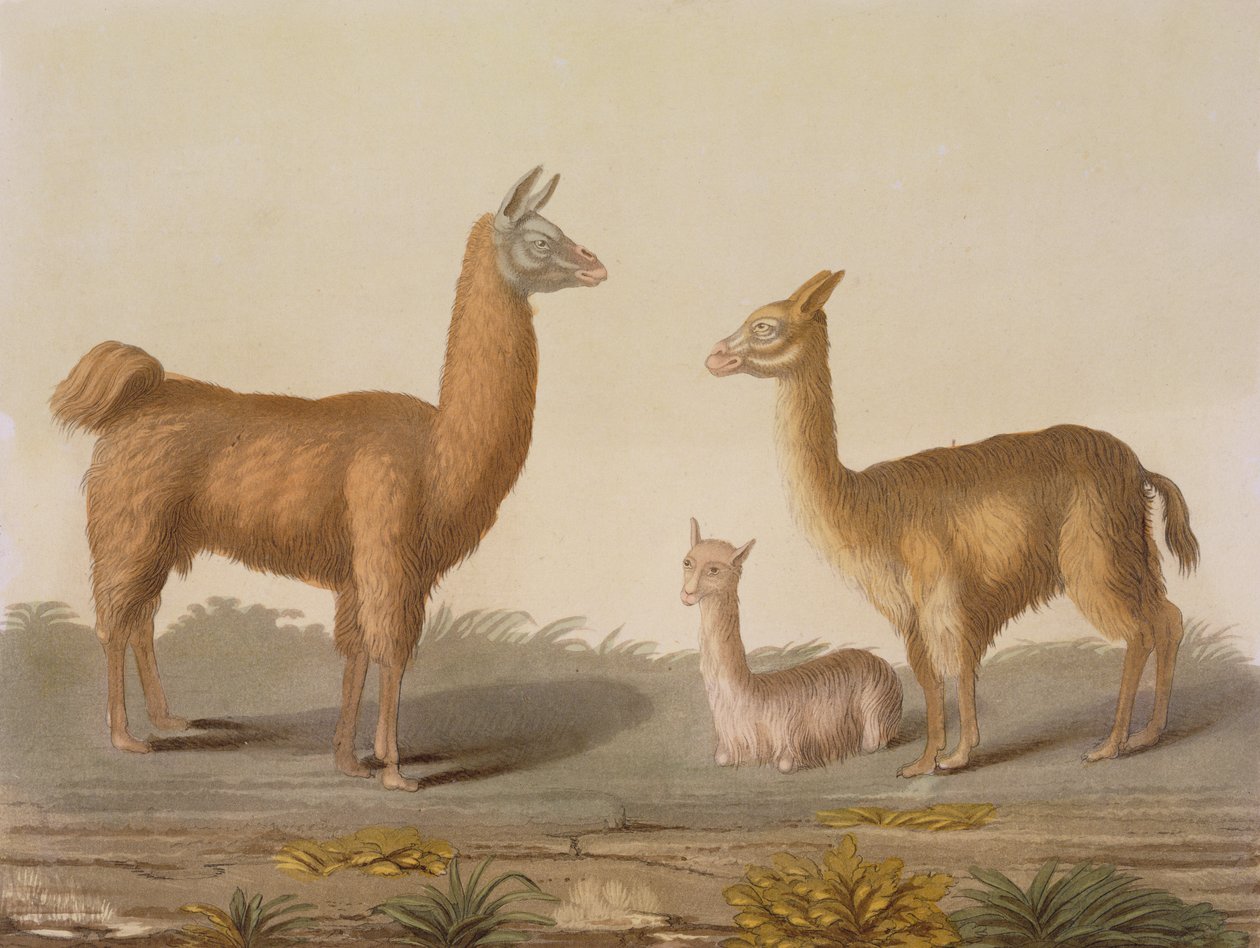 Alpaka (solda) ve Vicuna (sağda) lamalar, Le Costume Ancien et Moderne