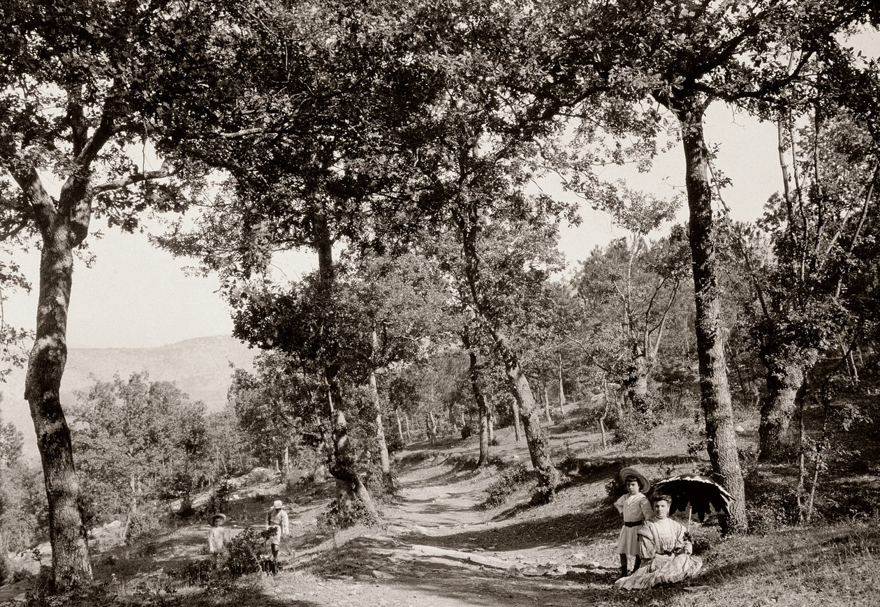 Walk through the forest (b/w photo) by Vittorio Alinari