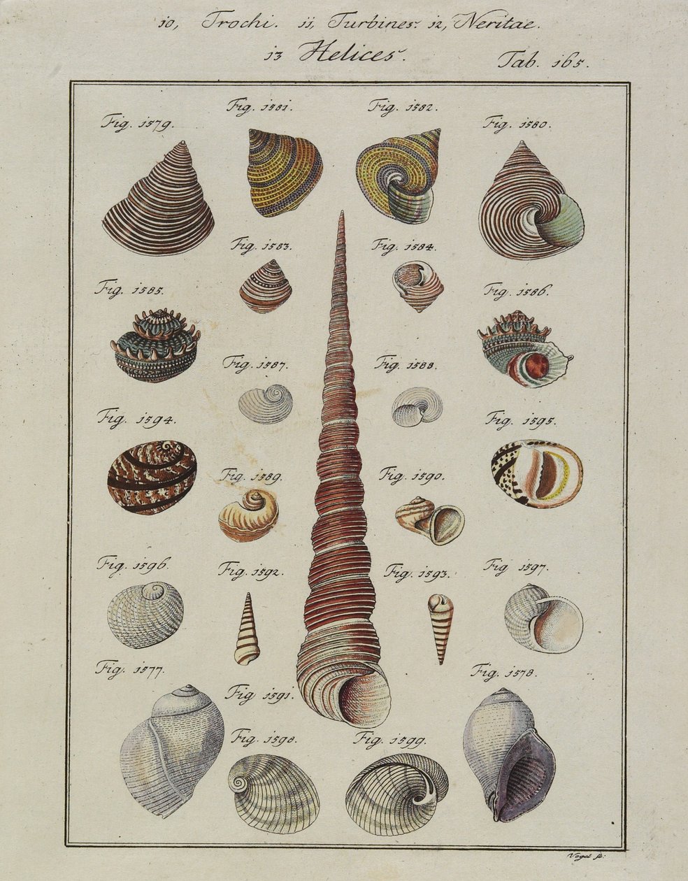 Deniz Kabukları: Neues Systematisches Conchylien-Cabinet, 1784