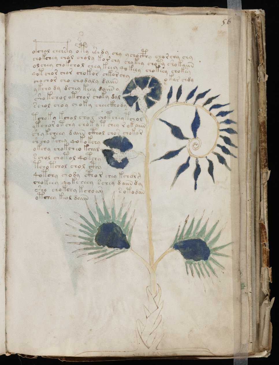 Voynich el yazmasının bu sayfası muhtemelen bir Drosera
