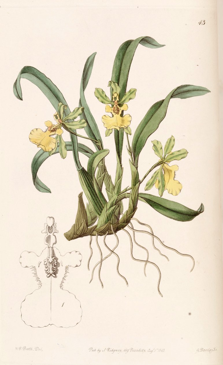 oncidium uniflorum by W. B. Booth