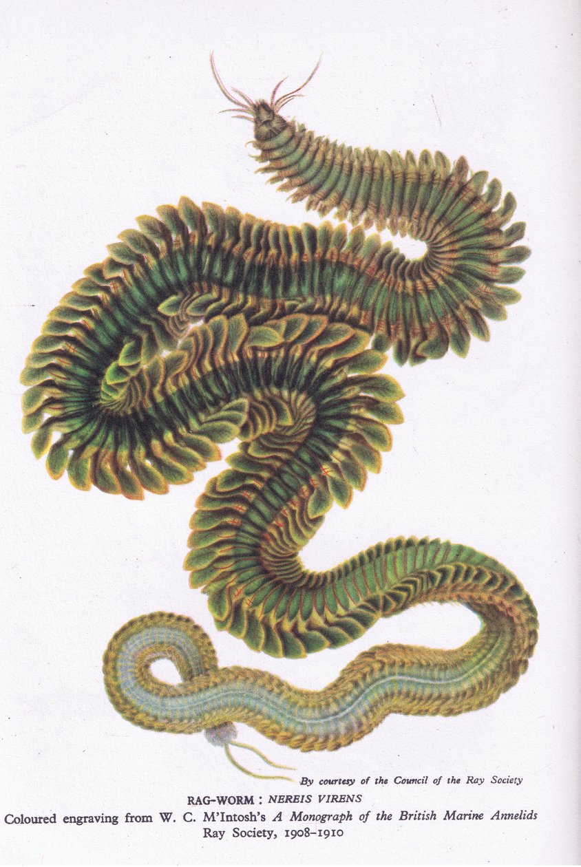 Ragworm, İngiltere