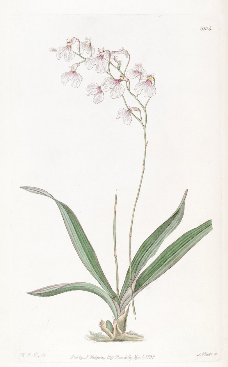 Ionopsis utricularioides_ by W.B.B.