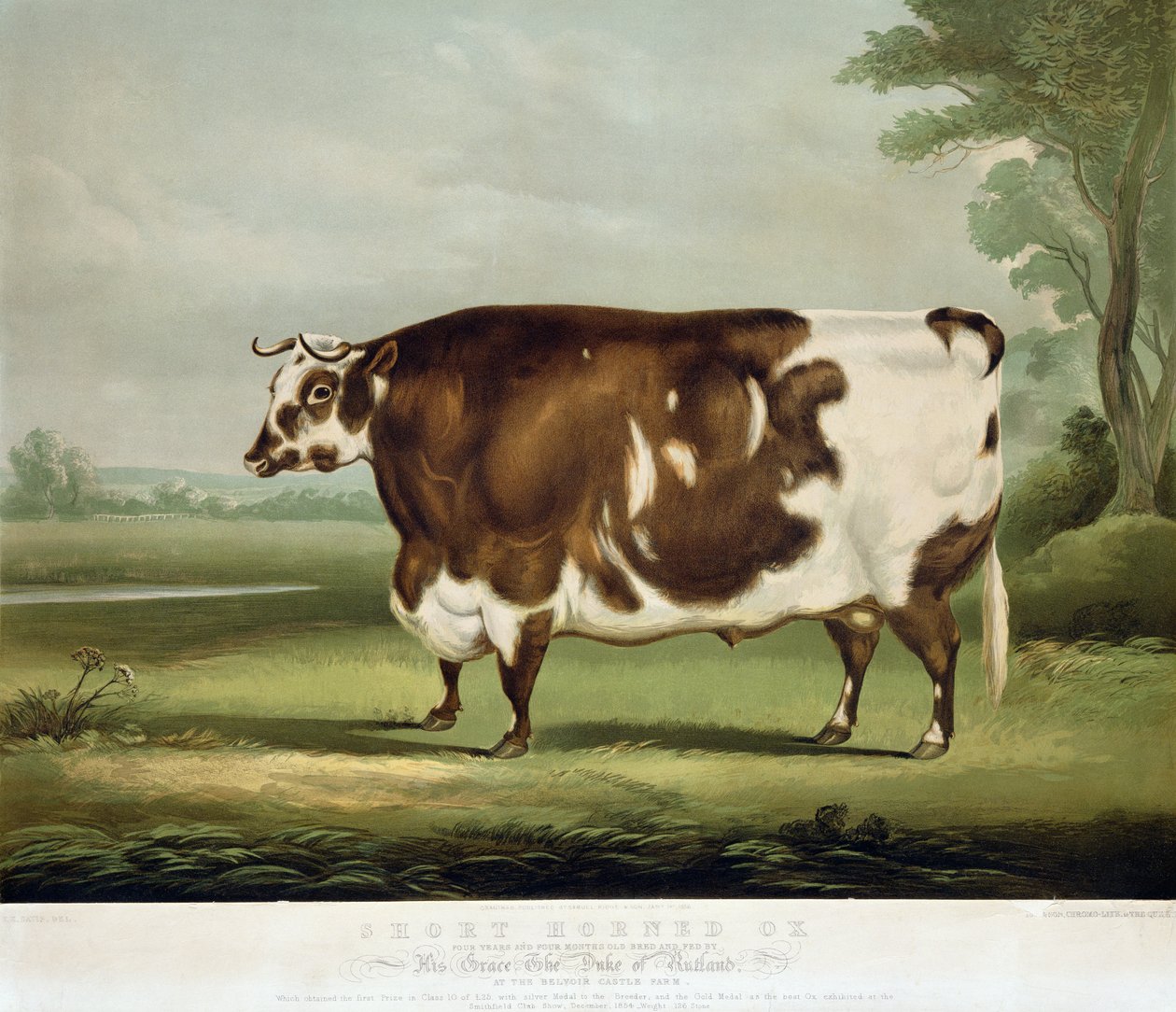 Kısa Boynuzlu Bir Öküz, John Day, 1856 (renkli gravür) tarafından oyulmuş by W.H. Davis