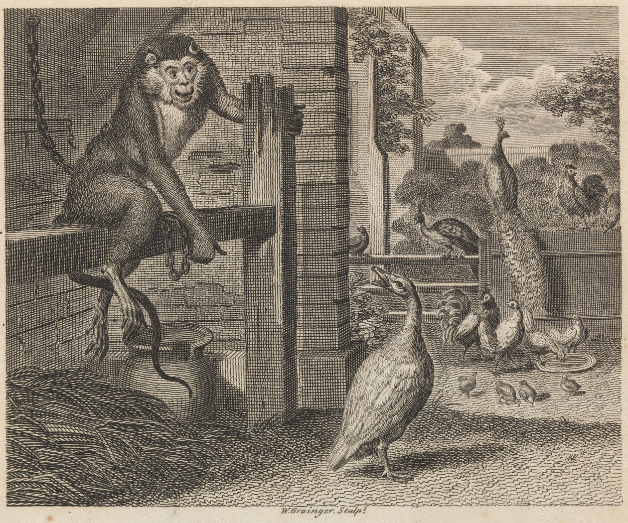 Babun ve Kümes Hayvanları by W. Grainger