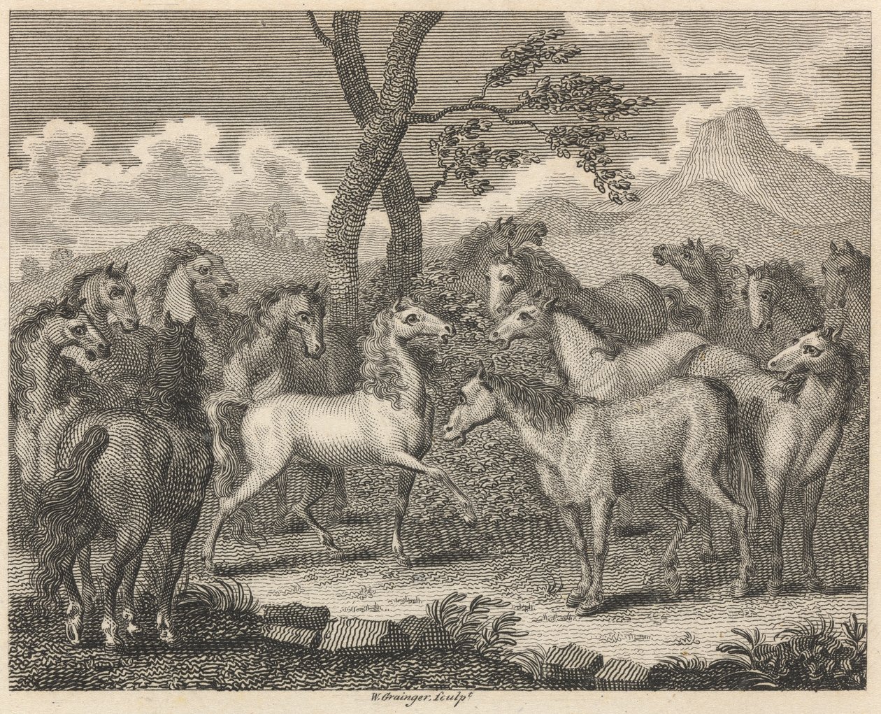 Atlar Konseyi by W. Grainger