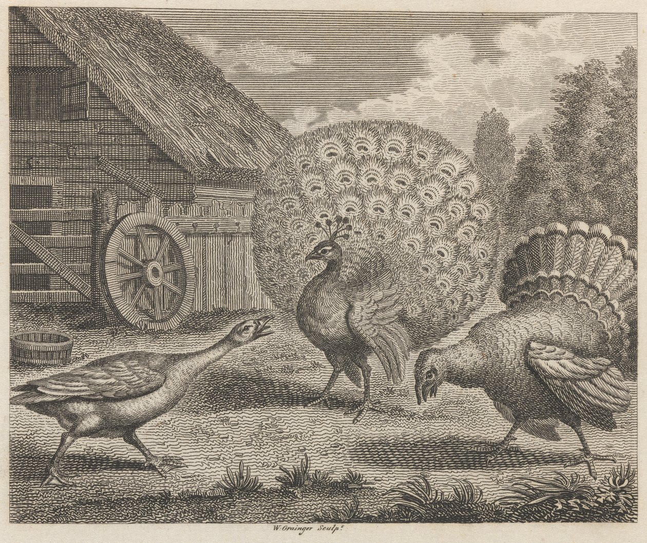 Tavus Kuşu, Hindi ve Kaz by W. Grainger
