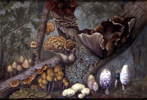 Woodland