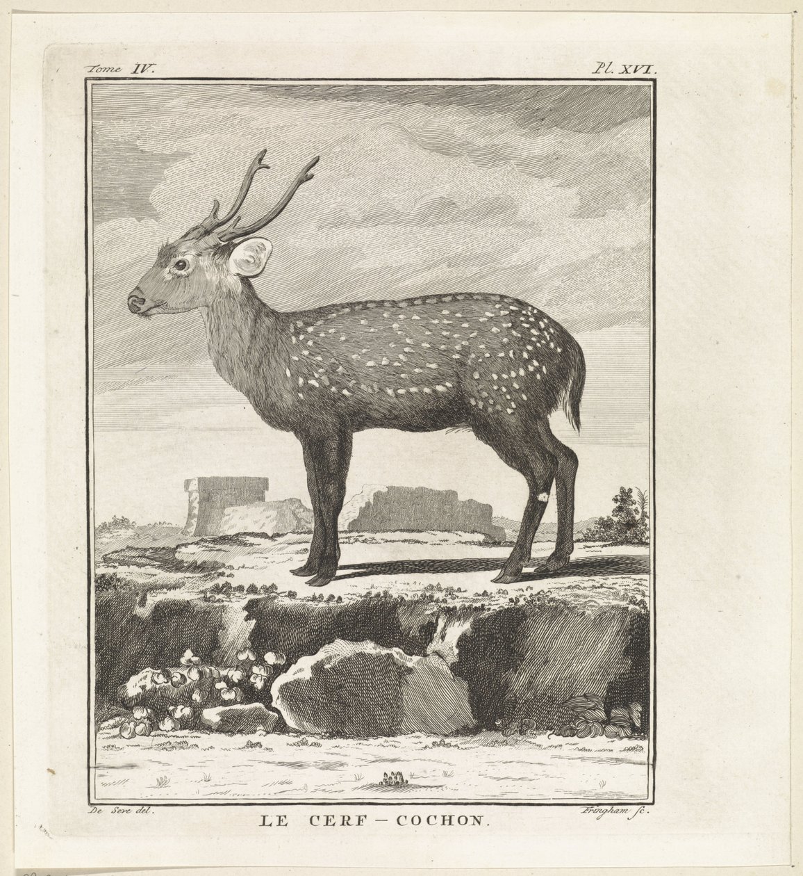Hert Le Cerf-Cochon (nesne üzerindeki başlık) by W. Tringham