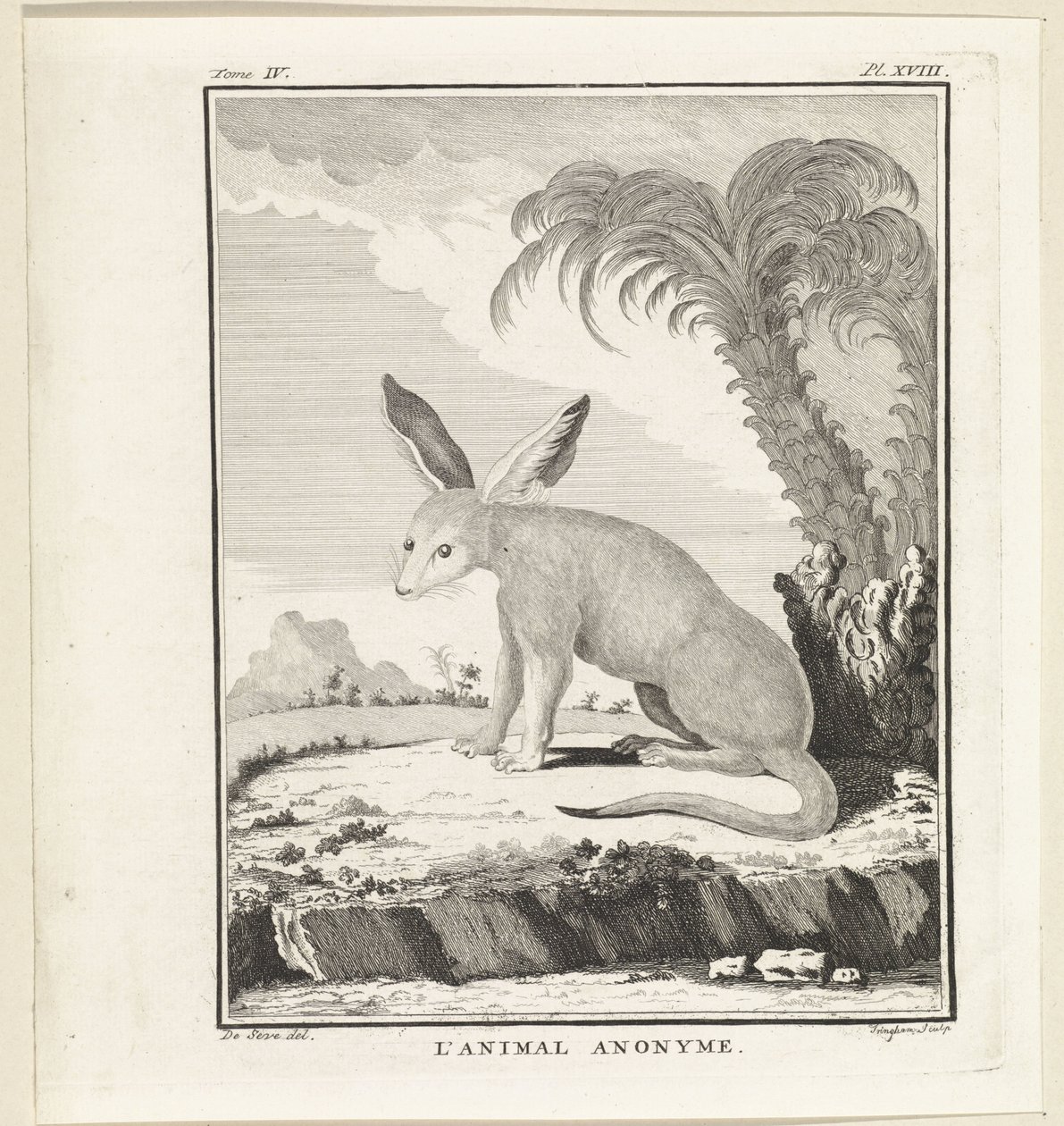 Bilinmeyen hayvan L'animal anonim (nesne üzerindeki başlık) by W. Tringham