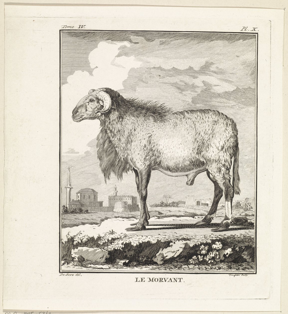 Ram Le Morvant (nesne üzerindeki başlık) by W. Tringham