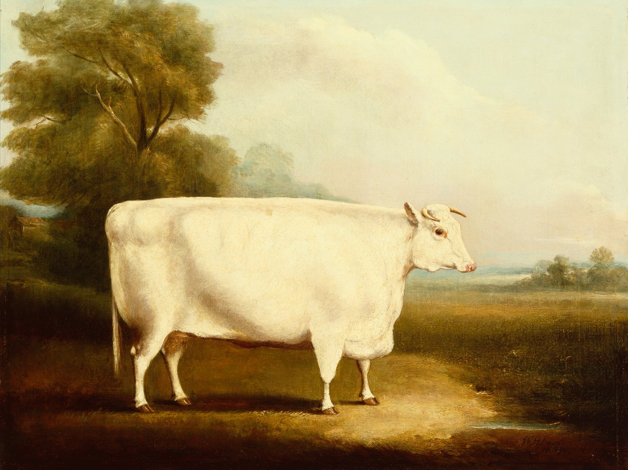 Bir Tarlada Kısa Korna Dümen (petrol) by W Willoughby