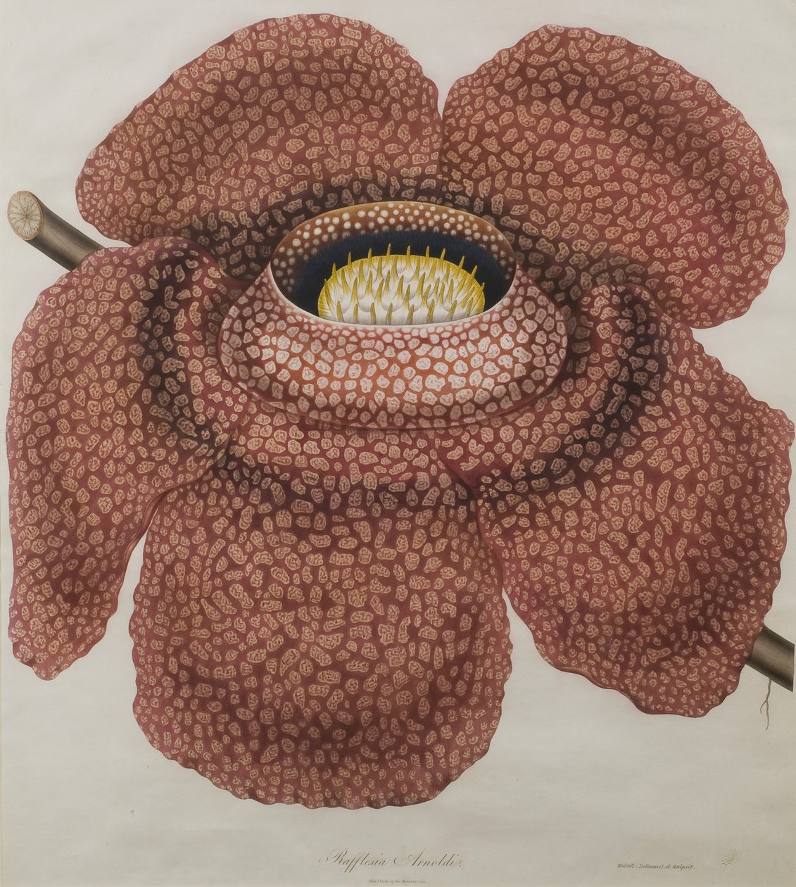 Rafflesia arnoldii çiçeği by Waldell