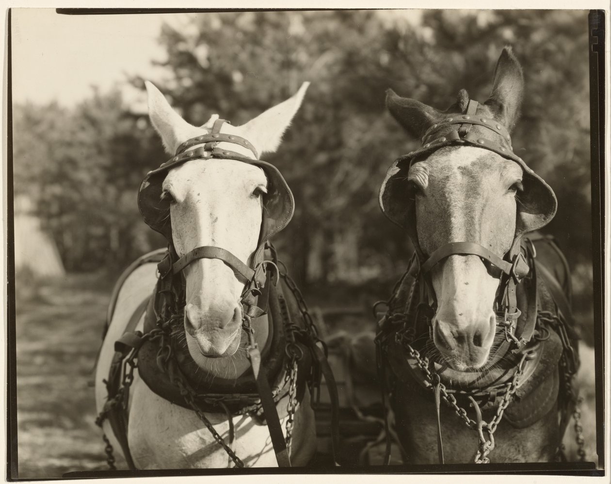  by Walker Evans