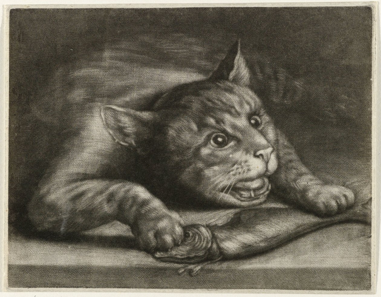 Bir balık ile kedi by Wallerant Vaillant