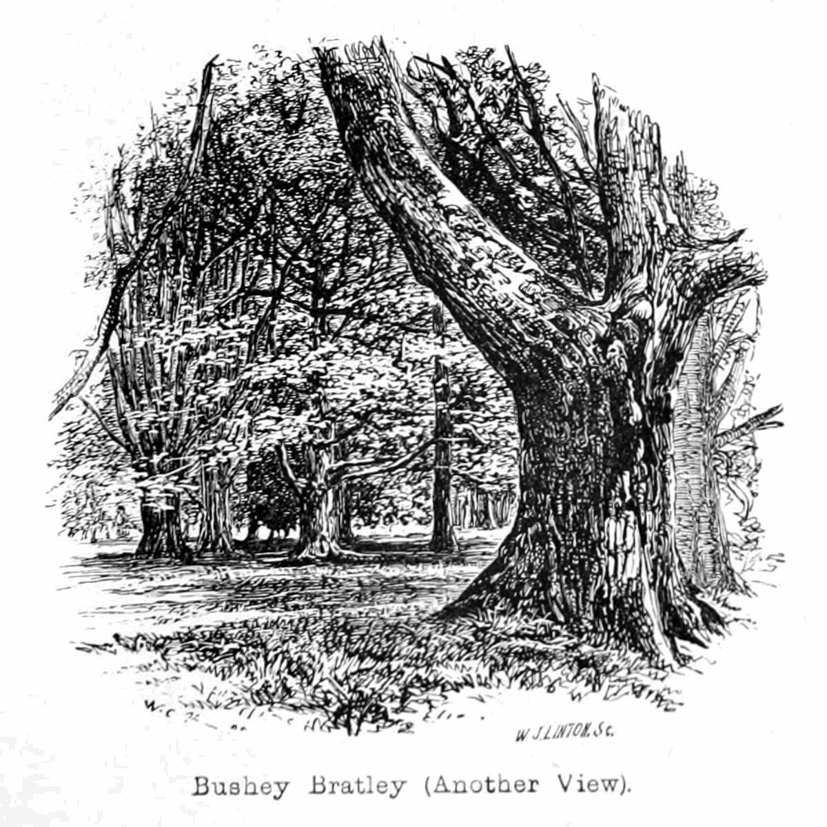 Bushey Bratley