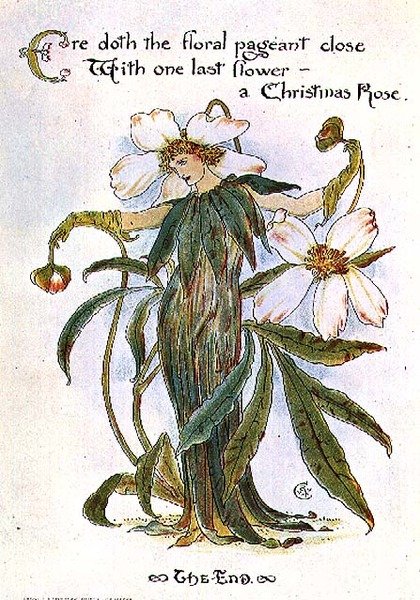 Bir periyi Noel gülü olarak gösteren çizim by Walter Crane