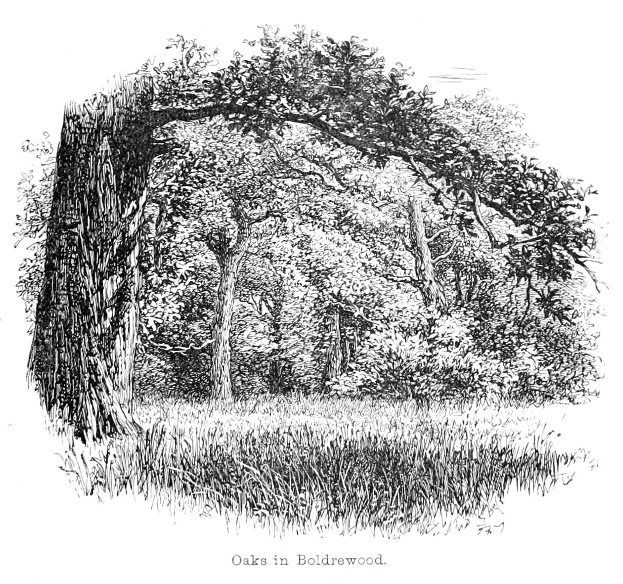 Boldrewood