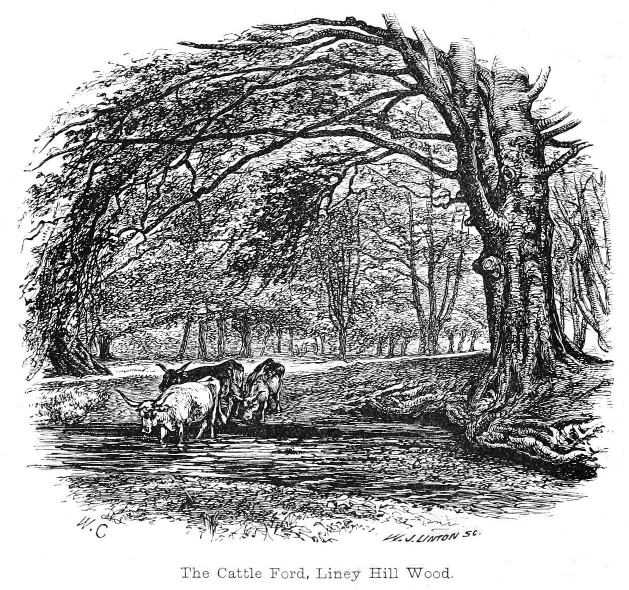 Sığır Ford, Liney Hill Wood by Walter Crane