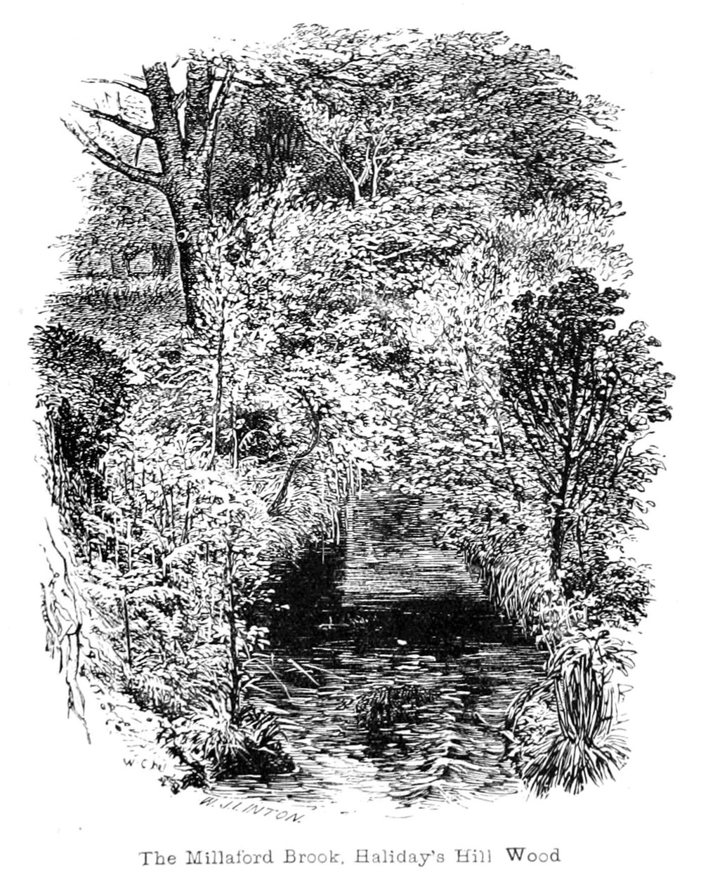 Millaford Brook, Halidays Hill Wood by Walter Crane