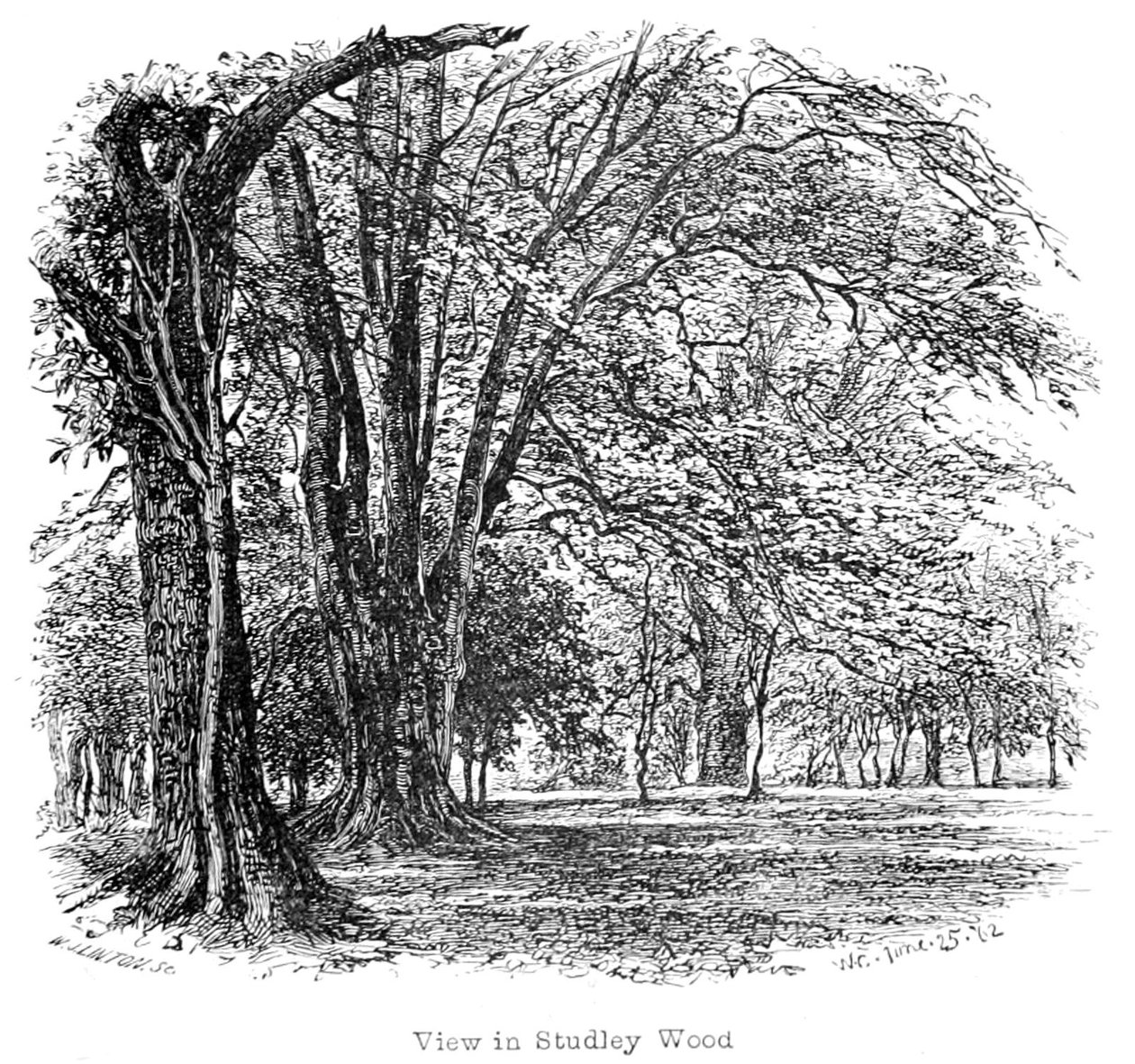 New Forest, tarihi ve manzarası by Walter Crane