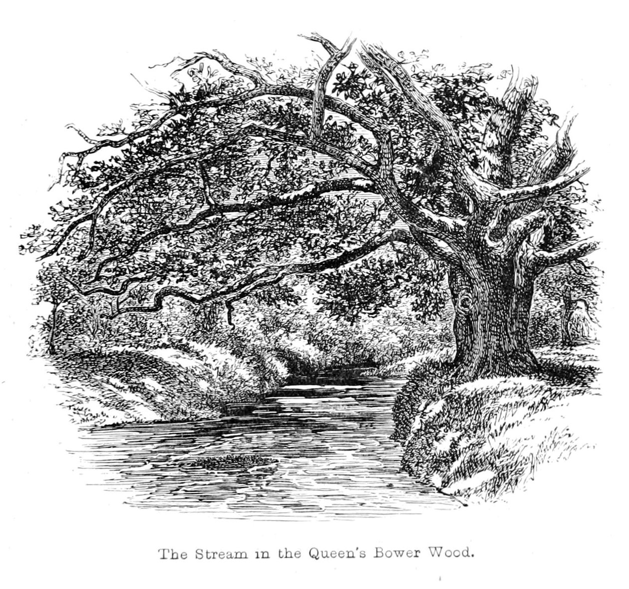 Queens Bower Wood