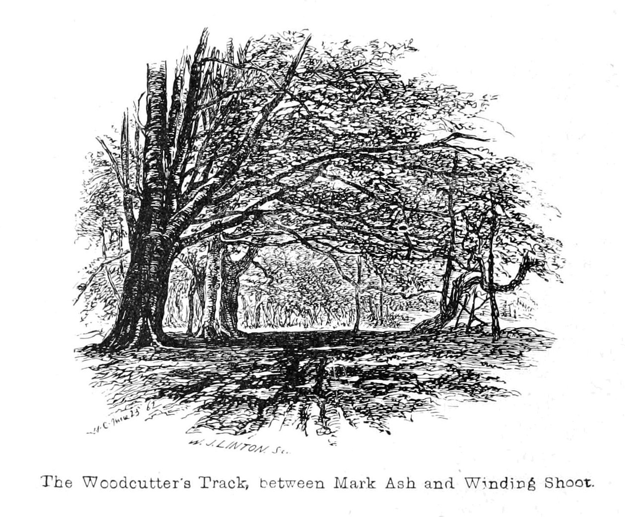 Woodcutters Track, Mark Ash ve Winding Shoot arasında by Walter Crane