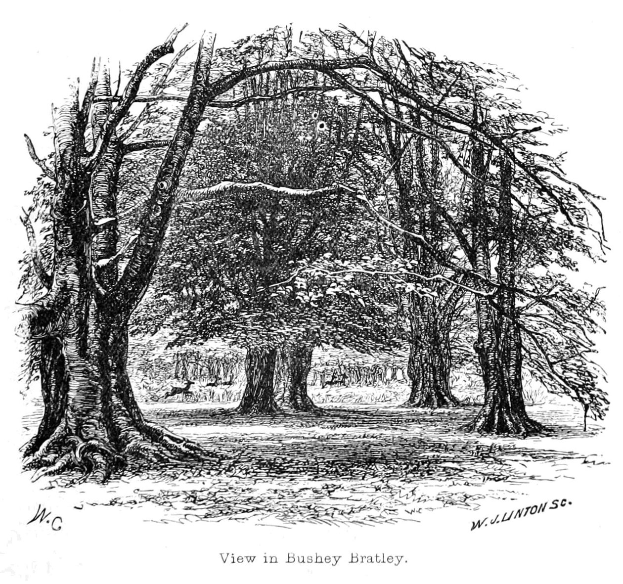 Bushey Bratley