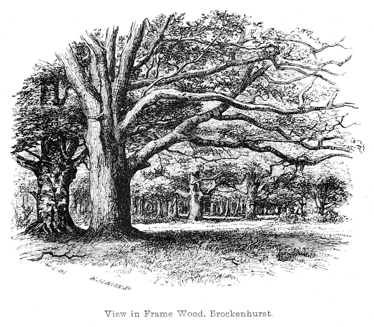 Frame Wood, Brockenhurst