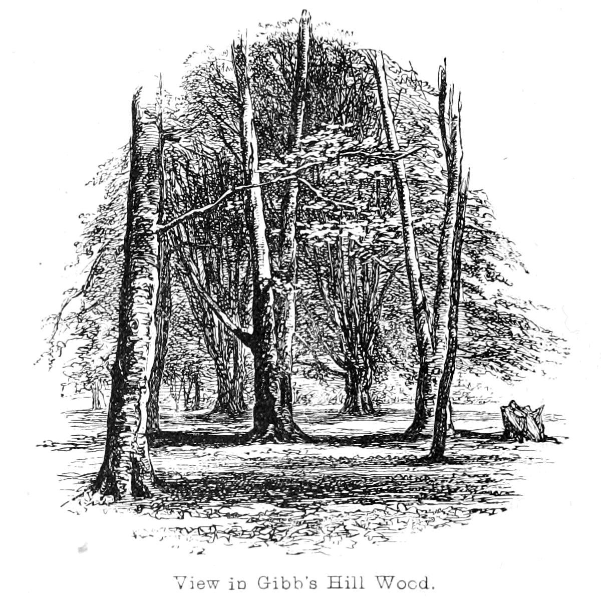 Gibbs Hill Wood