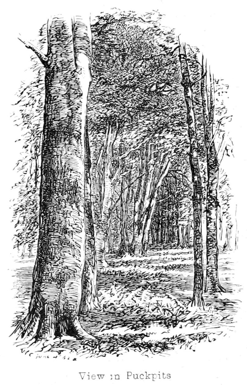Puckpits Wood