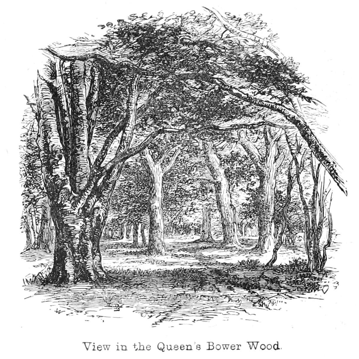 Queens Bower Wood
