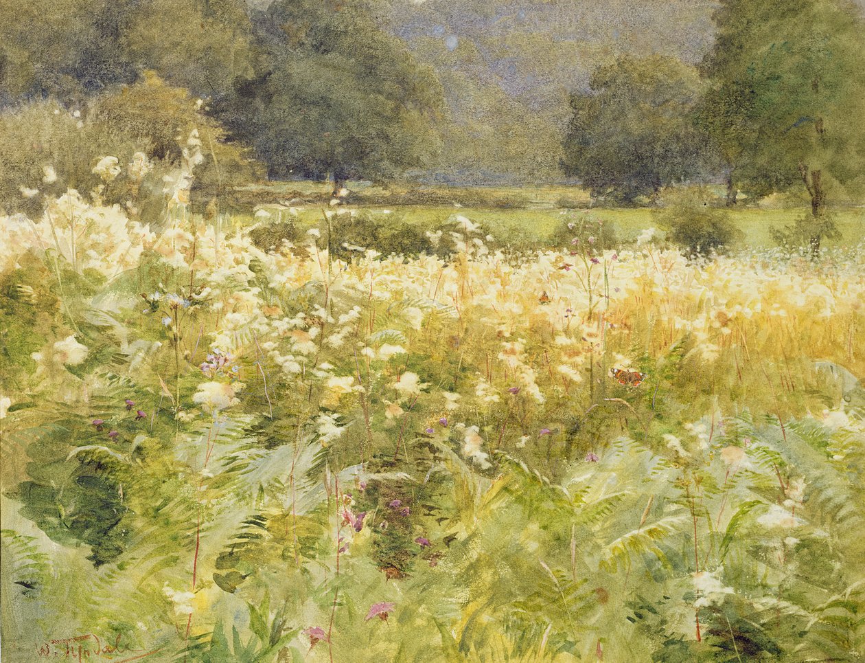 Meadowsweet (kağıt üzerinde wc) by Walter Frederick Roofe Tyndale