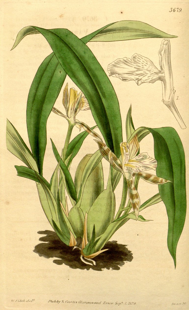 Aspasia variegata çizimi by Walter Hood Fitch